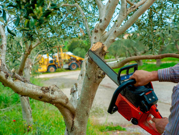 The Steps Involved in Our Tree Care Process in Oak Hills, CA